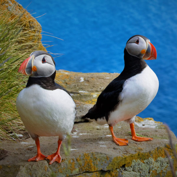 Two puffins on a sea cliff
