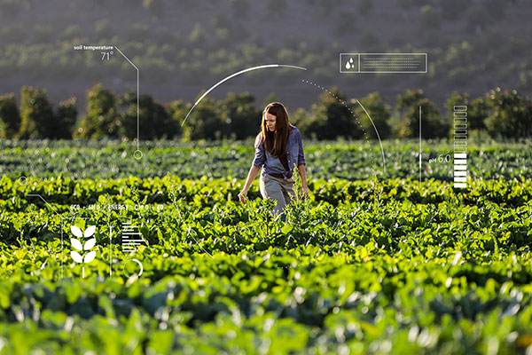 Woman inspects crops in a field