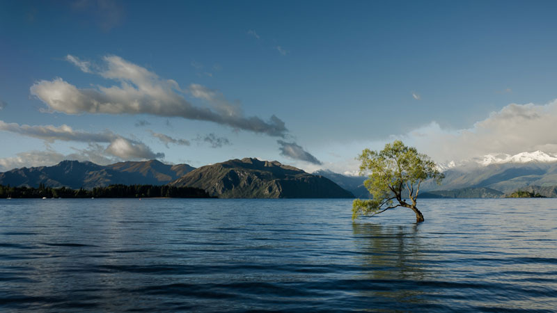 Tree in Lake Wānaka, New Zealand